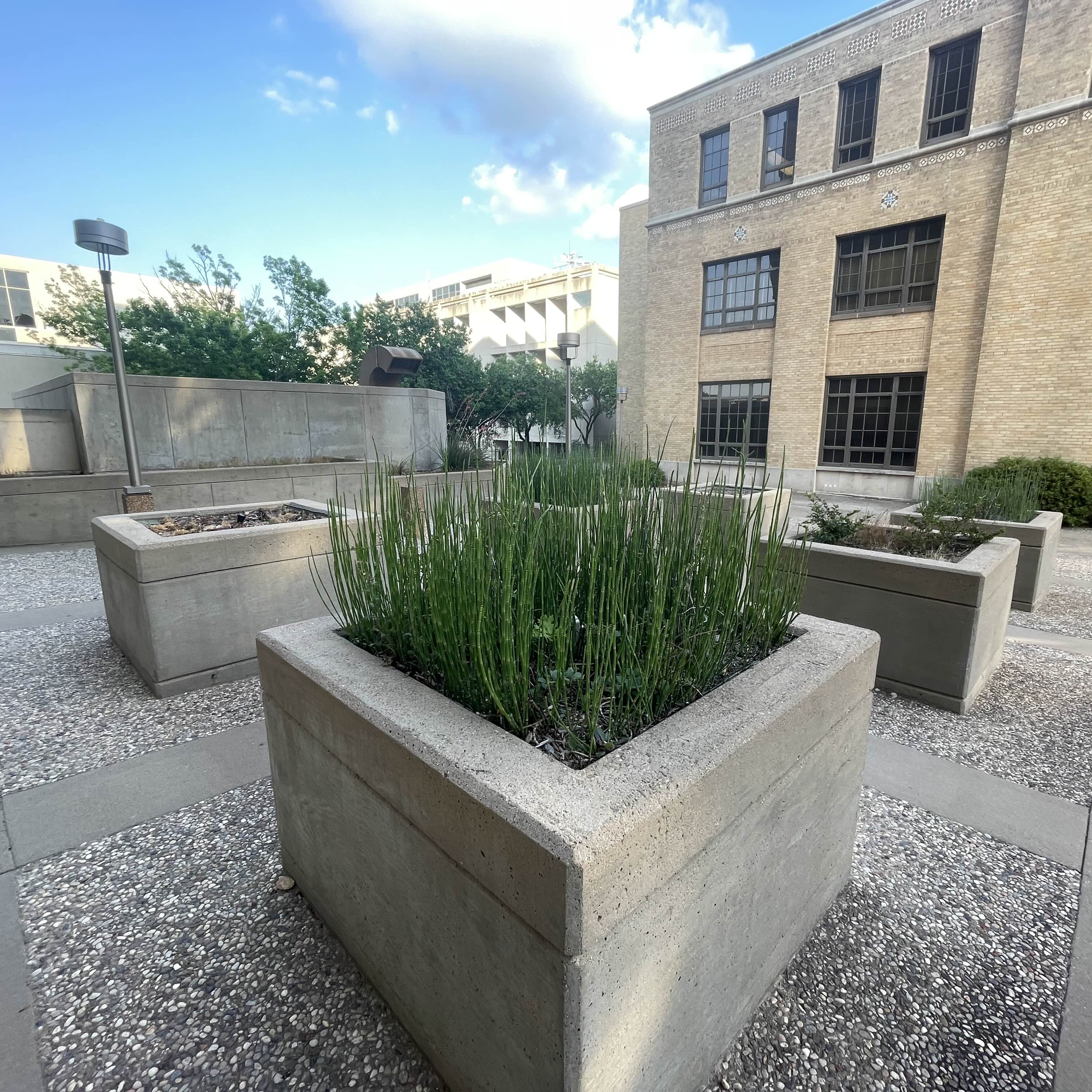 Picture of hidden fox